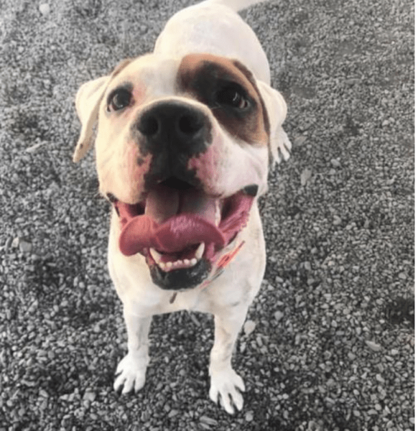 Screen Shot 2018-01-05 at 11.21.52 AM