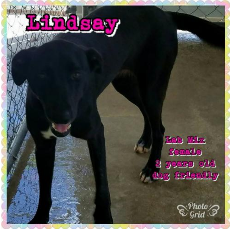 Screen Shot 2018-01-05 at 11.29.27 AM