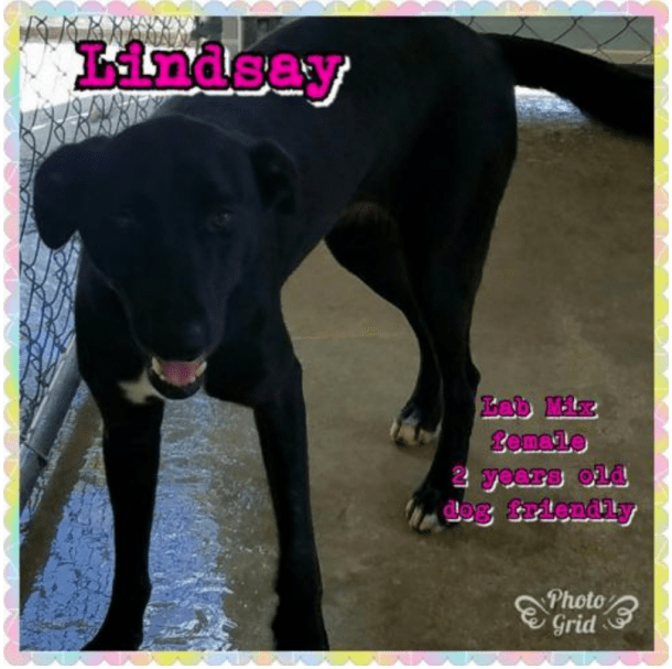 Screen Shot 2018-01-05 at 11.29.27 AM